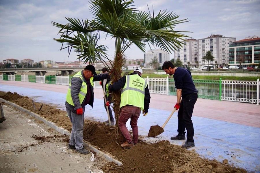 ÇARŞAMBA’DA KESİLEN AĞAÇLARIN YERİNE AĞAÇ DİKİYOR