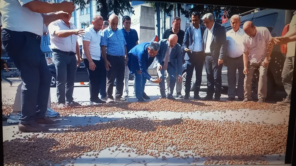 Terme’de fındık üreticisi kokarcalı fındıklarını meydanda yola döktü.