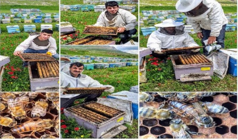 BAL ALIRKEN BİR BİLENE DANIŞIN!